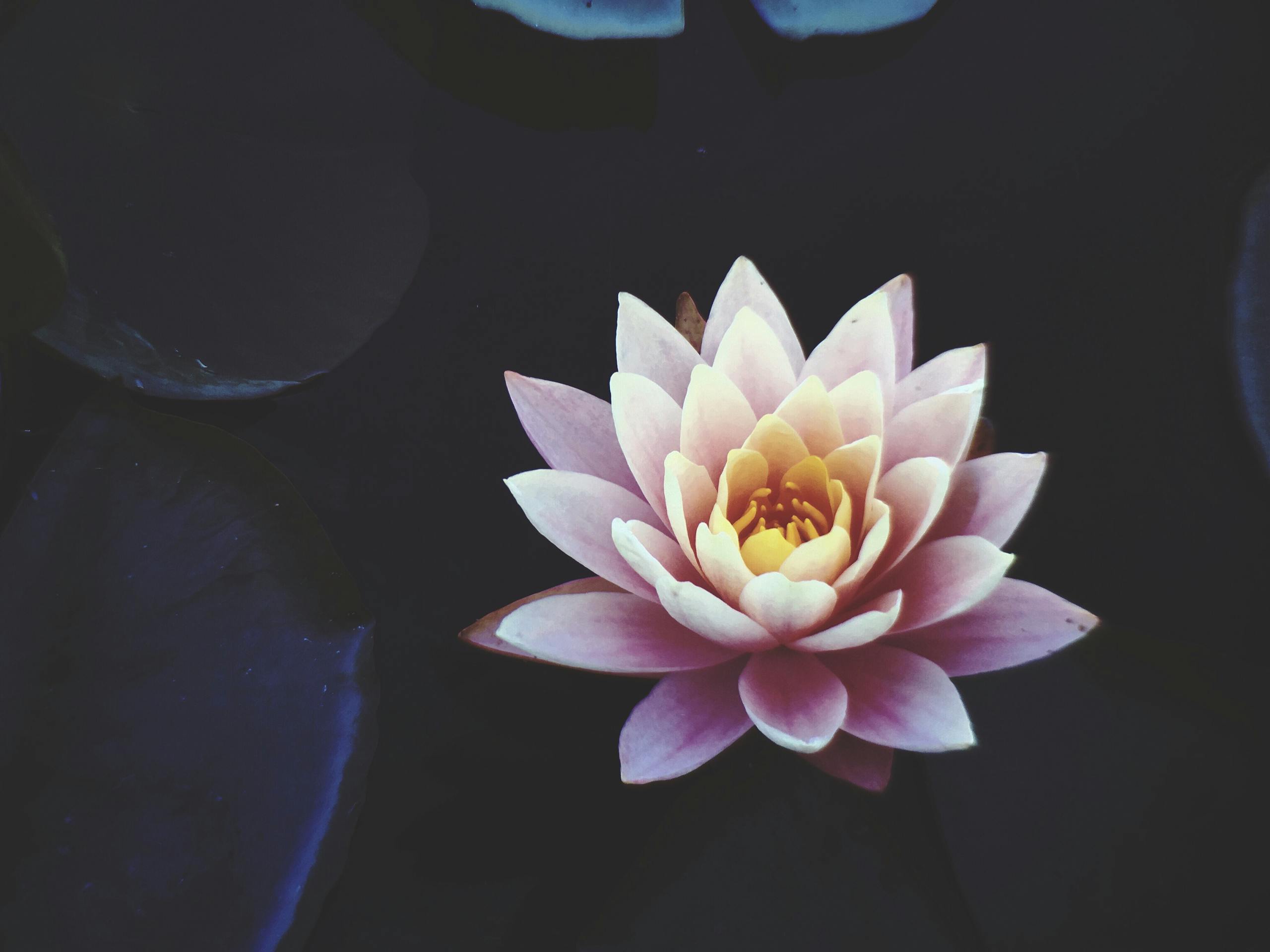 A serene close-up of a pink lotus flower in full bloom floating on dark water, symbolizing beauty and tranquility.